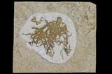 Jurassic Fish Coprolite (Fish Poop) - Germany #96930-1